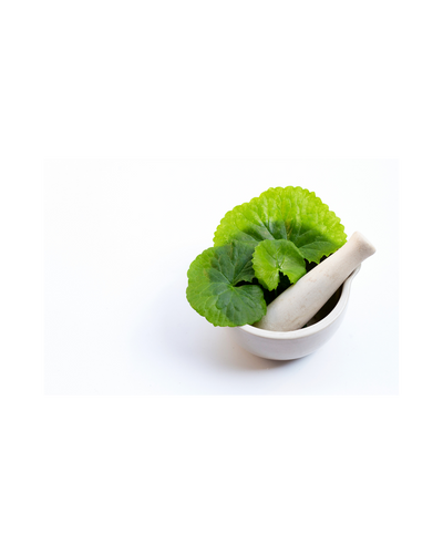 Gotu Kola